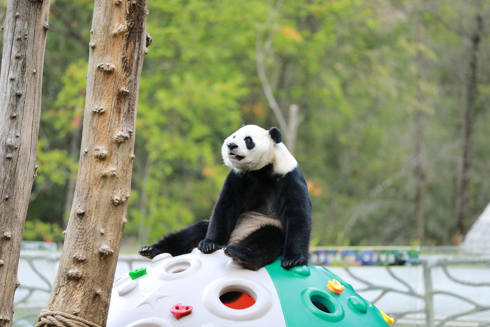 Tour Thành Đô – Gấu Trúc – Cửu Trại Câu – Tất Bằng Câu 6 ngày 5 đêm ...